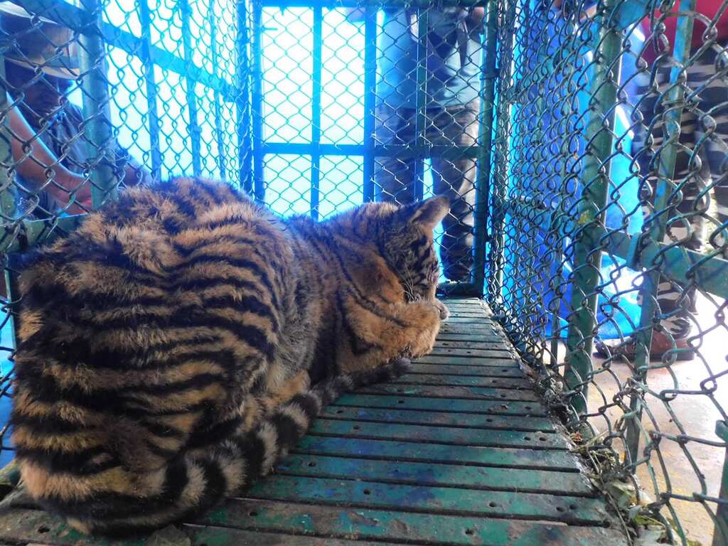 Watch: 6-month-old injured tiger rescued by forest officials in India's southern Tamil Nadu state