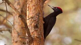 US says ivory-billed woodpecker, 22 other species extinct