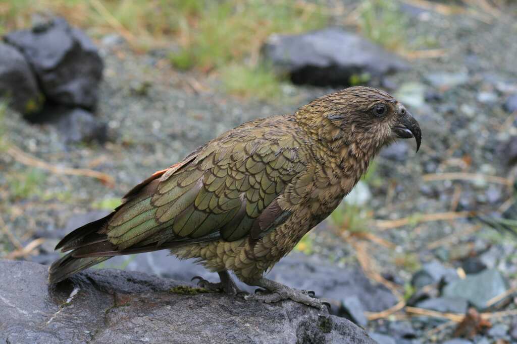 New Zealand’s kea parrots trained to use touchscreens, but can’t tell difference between real and virtual world