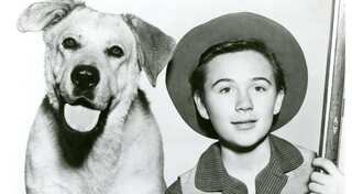 Tommy Kirk, Disney's 'Old Yeller' and 'The Shaggy Dog' actor, dies at 79