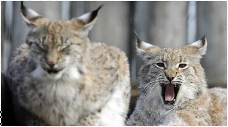 World Animal Day 2021: Conservation efforts bring animals back from extinction in wild World Animal Day 2021: Conservation efforts bring animals back from extinction in wild