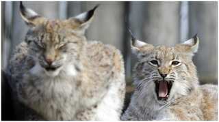 World Animal Day 2021: Conservation efforts bring animals back from extinction in wild