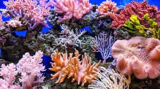 Coral reefs in western Indian Ocean face extinction by 2070, study claims