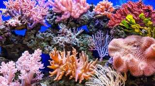 In less than a decade, global warming destroyed 14% of the world's corals: Report