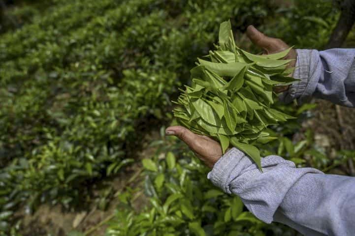 After ban on Chinese organic fertiliser, Sri Lanka turns to India After ban on Chinese organic fertiliser, Sri Lanka turns to India
