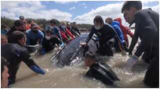 Two beached humpback whales rescued in Argentina