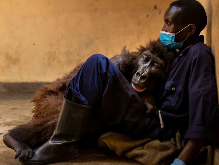 'Selfie' star mountain gorilla dies in the arms of his caretaker; Twitter weeps