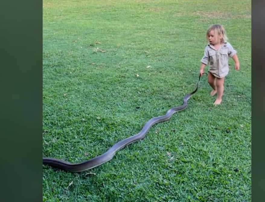Crocodile hunter's toddler son helps him move giant snake without any fear