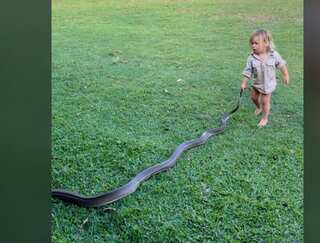 Crocodile hunter's toddler son helps him move giant snake without any fear
