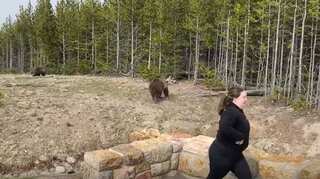 For close grizzly bear encounter, US woman gets 4-day jail, national park ban  