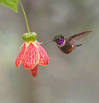 UK consistently in the bottom 10% of nations in biodiversity intactness