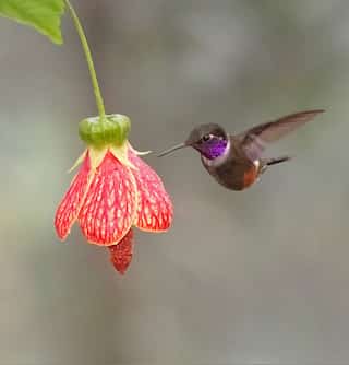 UK consistently in the bottom 10% of nations in biodiversity intactness