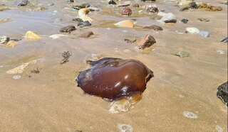 Mysterious brown creature washes up on a beach in Australia