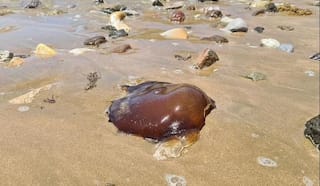 Mysterious brown creature washes up on a beach in Australia