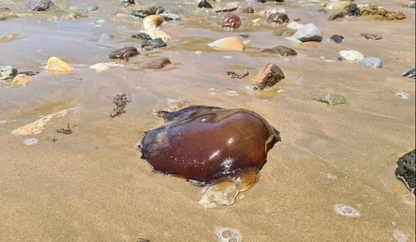 Mysterious brown creature washes up on a beach in Australia