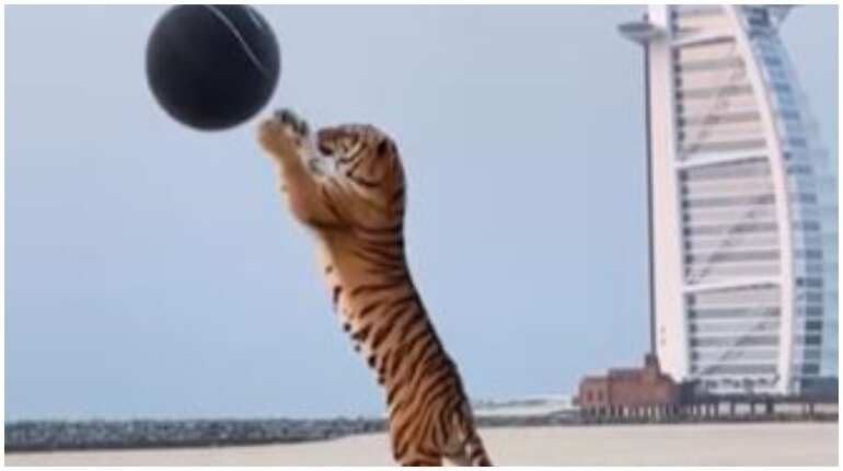 Couple uses real tiger in gender reveal party, receives flak