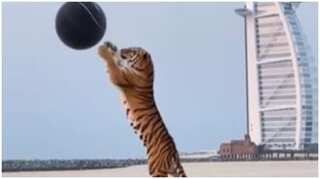 Couple uses real tiger in gender reveal party, receives flak