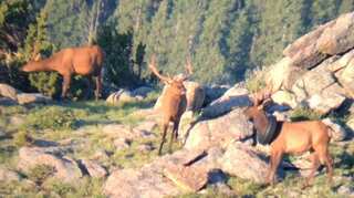 After two years, a tire is removed from an Elk’s neck in Colorado