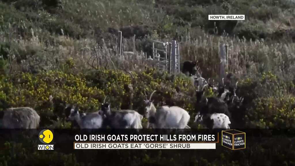 Ancient breed of goats fight wildfires in the hills of Ireland