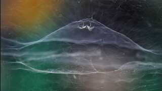 Wildlife Photographer of the Year: 10-year-old Indian photographer wins prestigious award