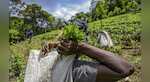 Sri Lanka imports chemical fertiliser despite ban