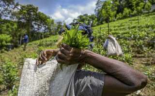 Sri Lanka imports chemical fertiliser despite ban