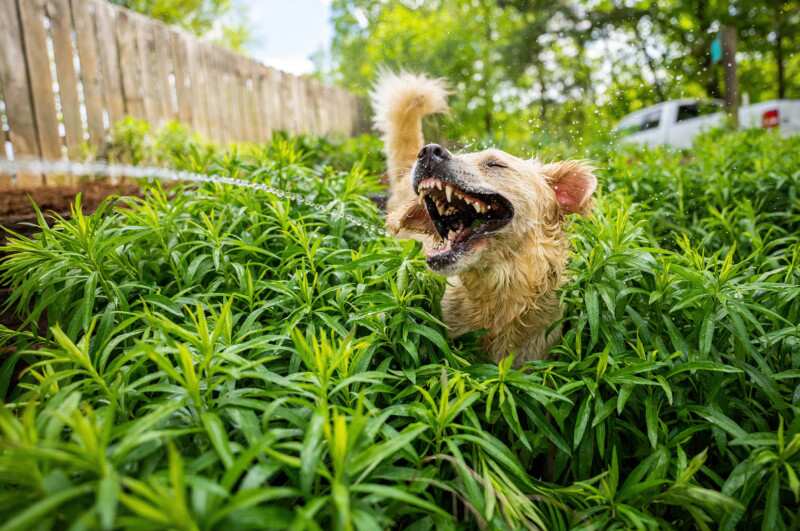 'Jurassic Bark': A dog enjoys getting sprayed with water