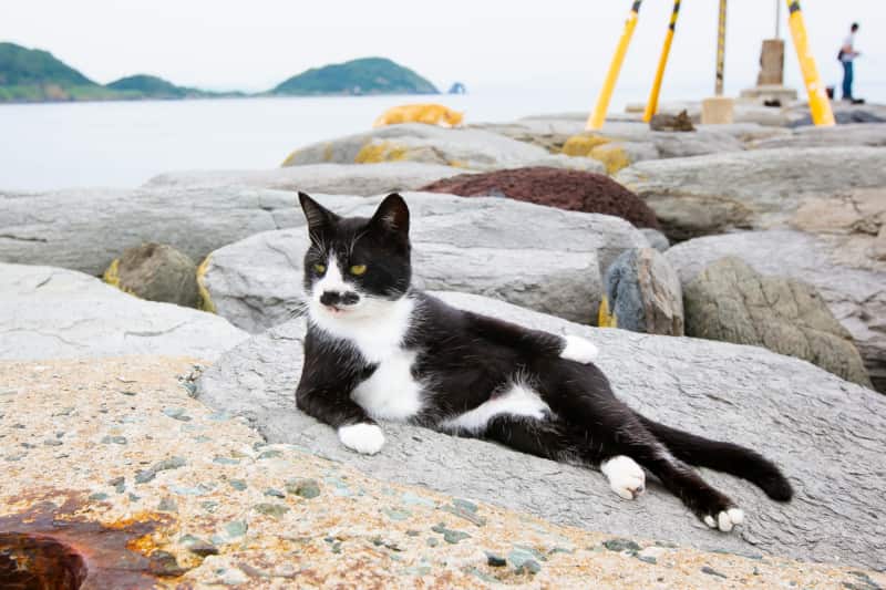 'Cat Model'