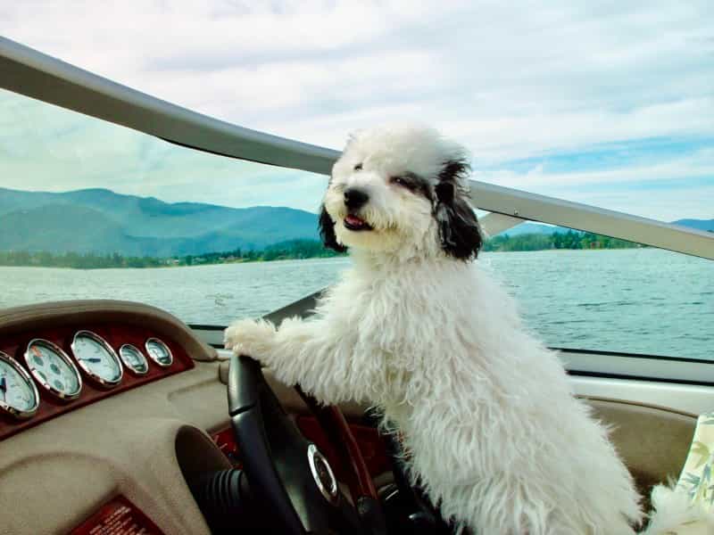 'Licensed to Drive'