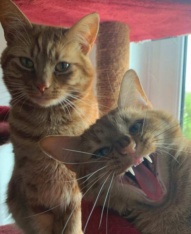 'Photobomb'