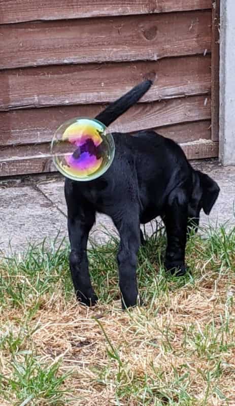 'Whizz Pop'