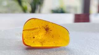 Oldest aquatic animal gets fossilised in 100-million-year-old amber