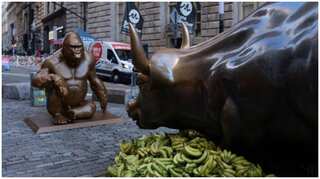 Harambe the gorilla's statue stands in the way of Charging Bull on Wall Street