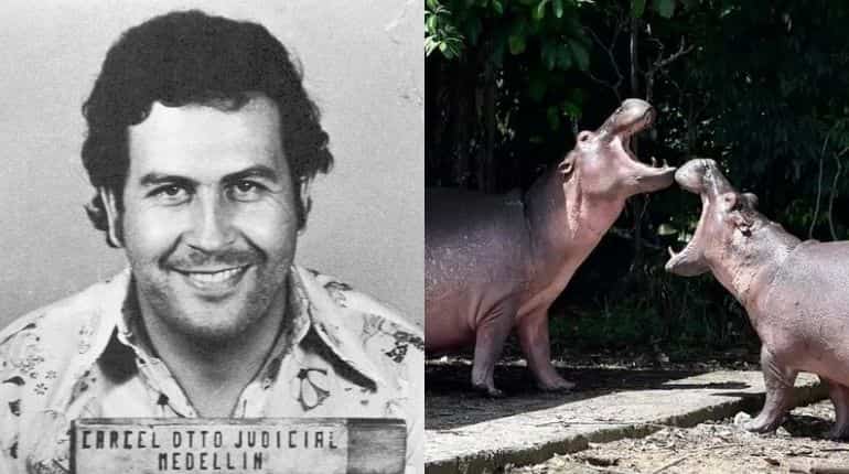 Court rules Pablo Escobar's cocaine hippos are legally people