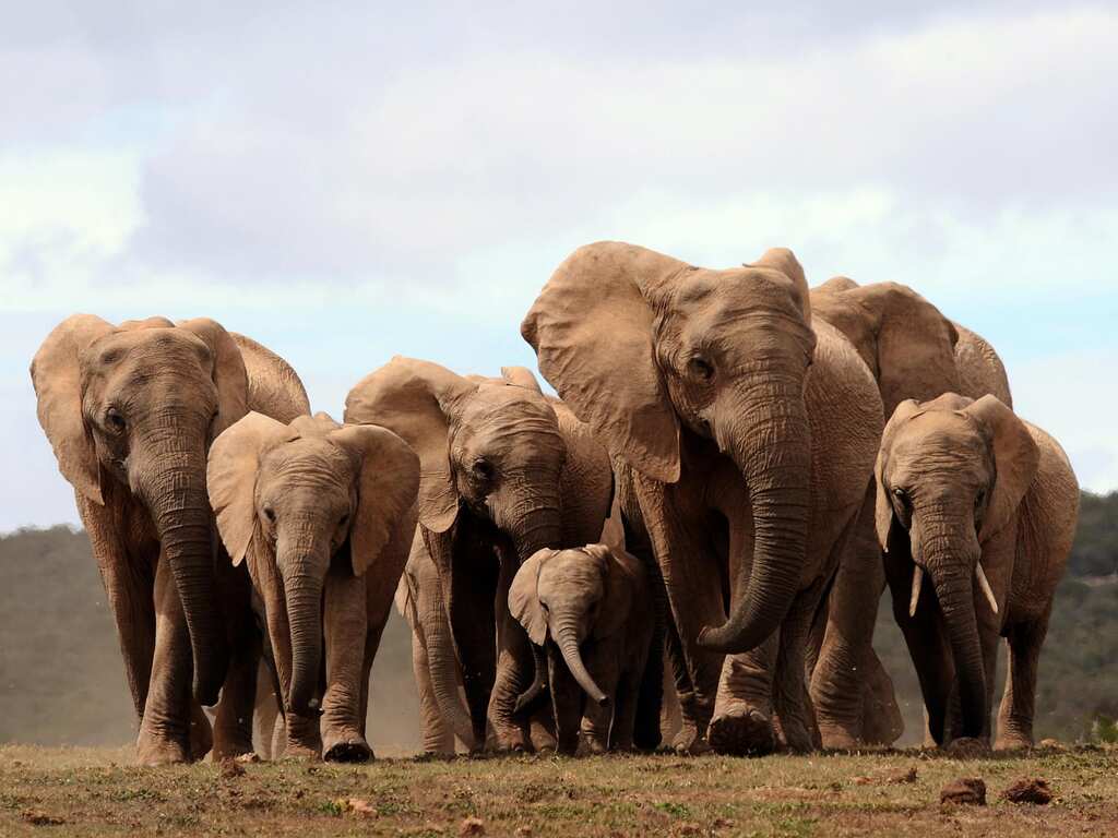 Elephants without tusks? The mammal evolves due to brutal poaching