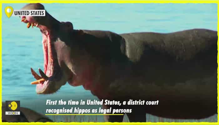 Drug lord Pablo Escobar's hippos now legally classified as persons in US