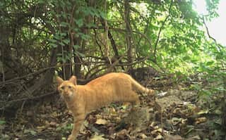 Washington, District of Cats: US capital first city to count its felines