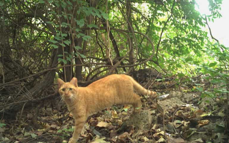 Washington, District of Cats: US capital first city to count its felines