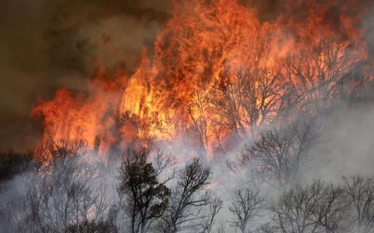 After California wildfire, thousands of trees to be removed
