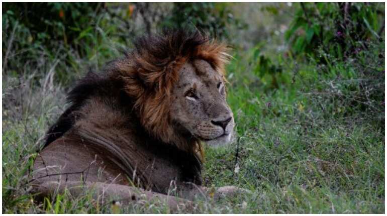 Climate change affects Maasai Mara reserve in Kenya Climate change affects Maasai Mara reserve in Kenya