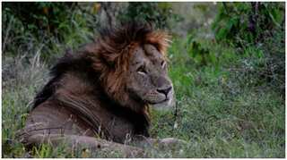Climate change affects Maasai Mara reserve in Kenya