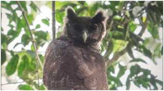 Giant owl, unseen for 150 years, spotted in wild