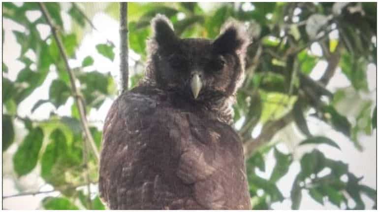 Giant owl, unseen for 150 years, spotted in wild
