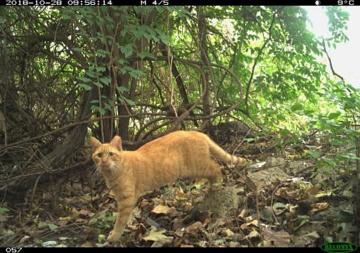 200,000 cats in the District of Columbia
