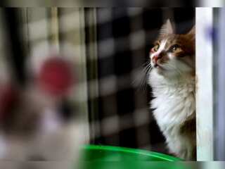 In Pics | Washington becomes first city to count its felines