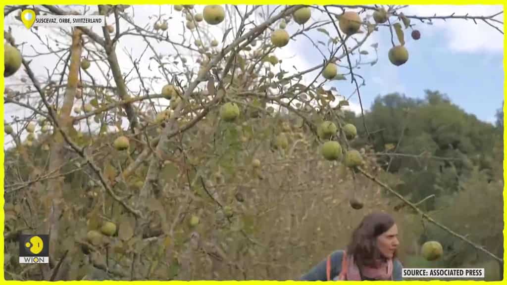 Volunteers help harvest to avoid food waste in Switzerland