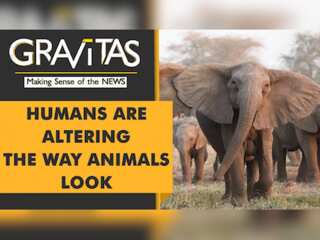 Gravitas: Elephants being born without tusks in Mozambique