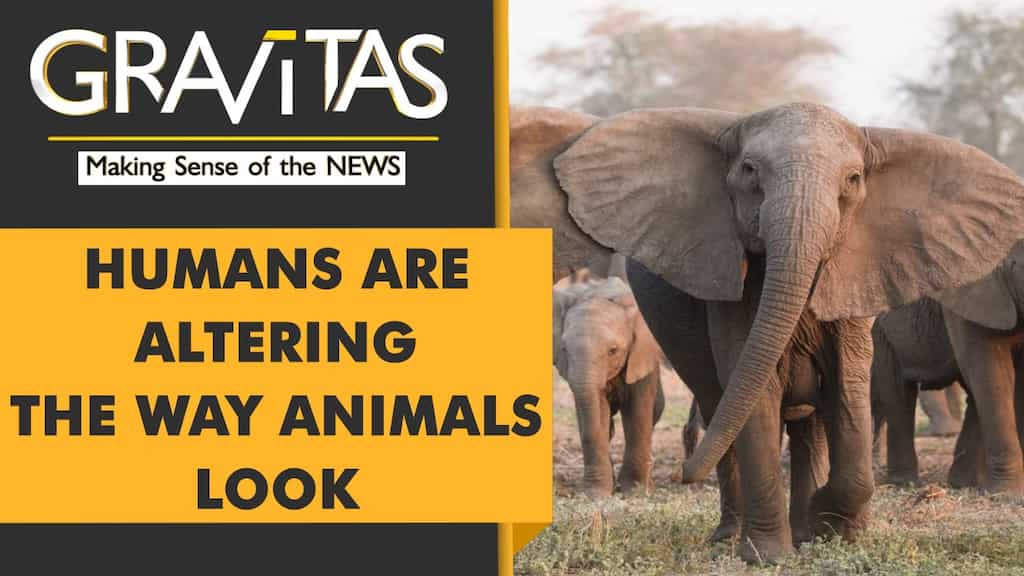 Gravitas: Elephants being born without tusks in Mozambique