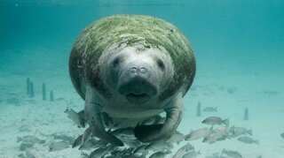 Humanity's latest victim: Amid food scarcity, Florida manatees dying in record numbers