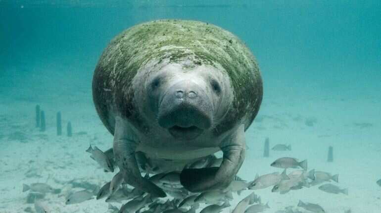 Humanity's latest victim: Amid food scarcity, Florida manatees dying in record numbers